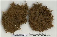 藏品(錦苔科)的圖片